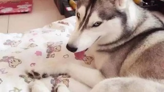 Bsports必一体育|
“前女友半夜发来消息 说带孩子太难了”我应该怎么回复啊?哈哈哈(图9) b体育