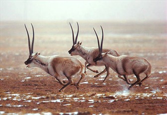 玩家发现Switch小彩蛋关闭时会对自己说晚安:b体育(图2) b体育